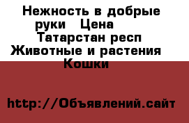 Нежность в добрые руки › Цена ­ 20 - Татарстан респ. Животные и растения » Кошки   